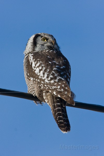 IMG_6665c.jpg - Northern Hawk-Owl (Surnia ulula)